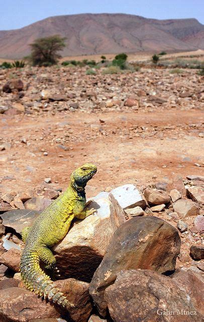 Uromastyx nigriventris in habitat by Gabri Mtnez, via Flickr | Uromastyx, Uromastyx lizard, Habitats