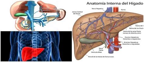 Vena Porta: Definición, Función, Enfermedades Asociadas, Anatomía, Formación, Ramas y ...