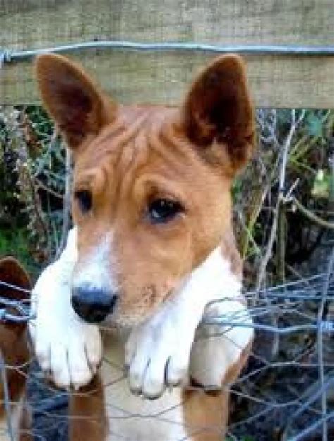 Basenji - Pet Your Dog