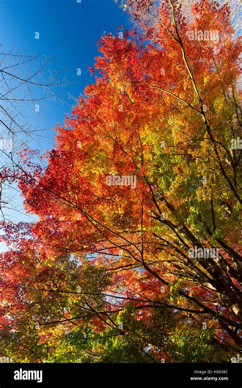 Maple leaves change color in autumn Stock Photo - Alamy