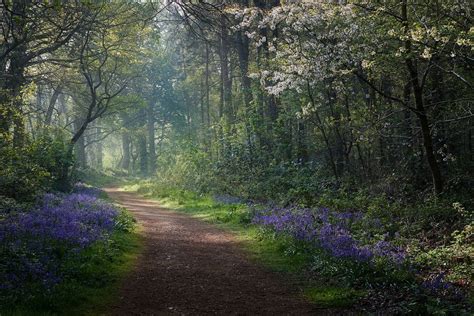 restlessredeyes | Spring forest, Spring wallpaper, Forest path