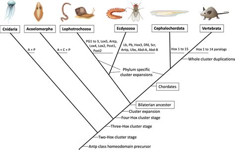 Frontiers | Anterior Hox Genes and the Process of Cephalization