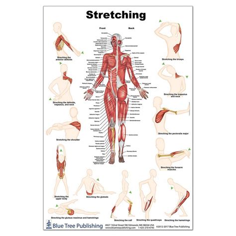 Stretching Regular Poster