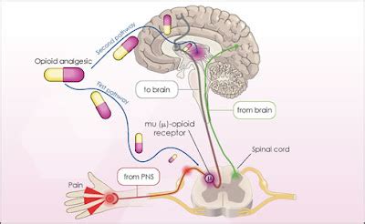 Opioid Analgesics - we know all about it: Opioid analgesics : The ...