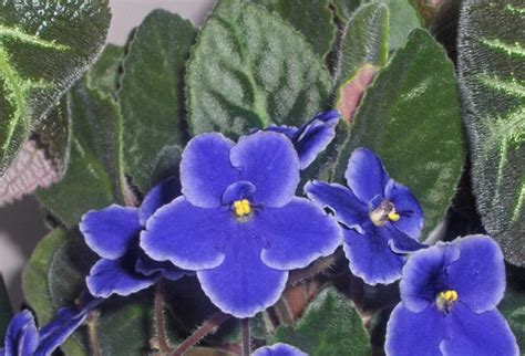 African Violet Free Stock Photo - Public Domain Pictures