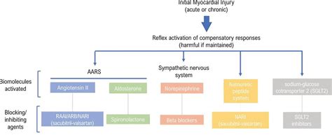 Treatment of Heart Failure with reduced Ejection Fraction in 2022: The Essential Pillars - ABC ...