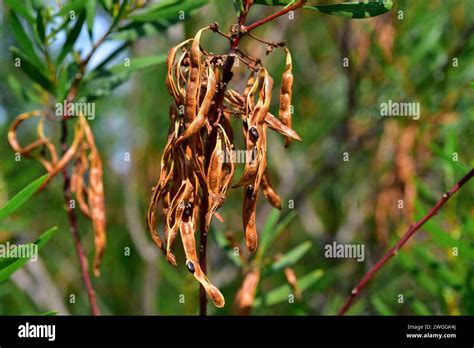 Hop leaved wattle or sticky wattle (Acacia dodonaeifolia or Acacia viscosa) is a tree native to ...