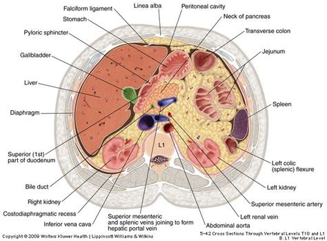 Cross Section Knee Mri, Lower Limb Muscles, Superior Mesenteric Artery, Doctors Note, Bile Duct ...