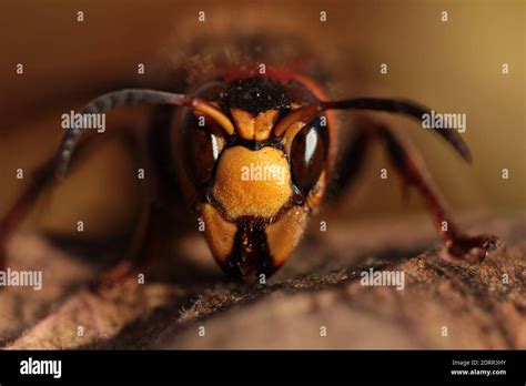 Close up wasp face, horizontal orientation, macro Stock Photo - Alamy