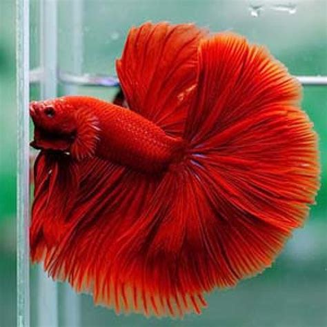 Buy Super Red Rosetail Betta Fish online shop near me