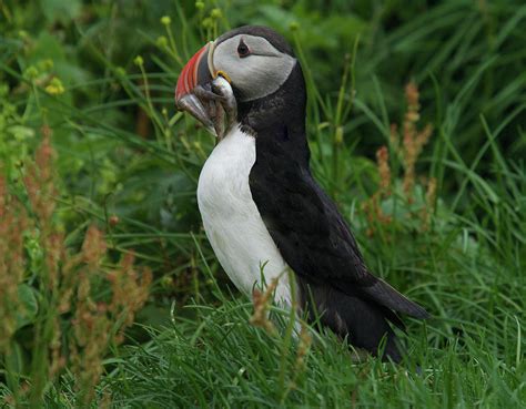 Puffin with Fish Photograph by Frumi Cohen - Fine Art America