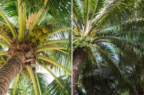 10 Ways To Distinguish Between Coconut Tree vs Palm Tree