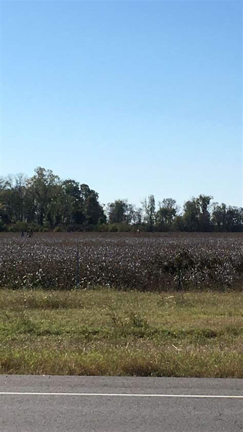 Louisiana Cotton in Oil City | Oil city, Natural landmarks, Landmarks