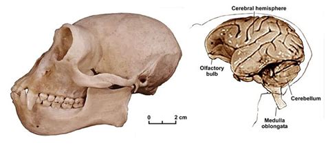 Gibbon Hylobates skull and brain