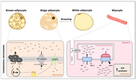 Cells | Free Full-Text | Central vs. Peripheral Action of Thyroid Hormone in Adaptive ...