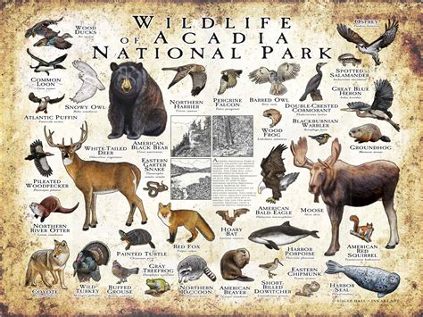 Wildlife of Acadia National Park Poster Print