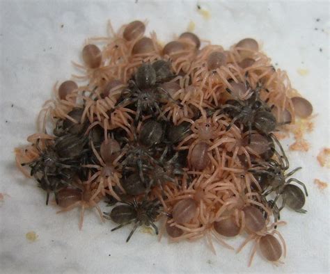 Tarantula and Scorpion Handler’s Blog: TARANTULA SPIDERLINGS and SCORPLINGS