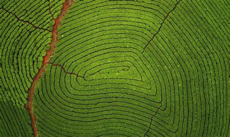 Aerial Image of Munnar Tea Plantation Resembles Fingerprint - Hasan Jasim