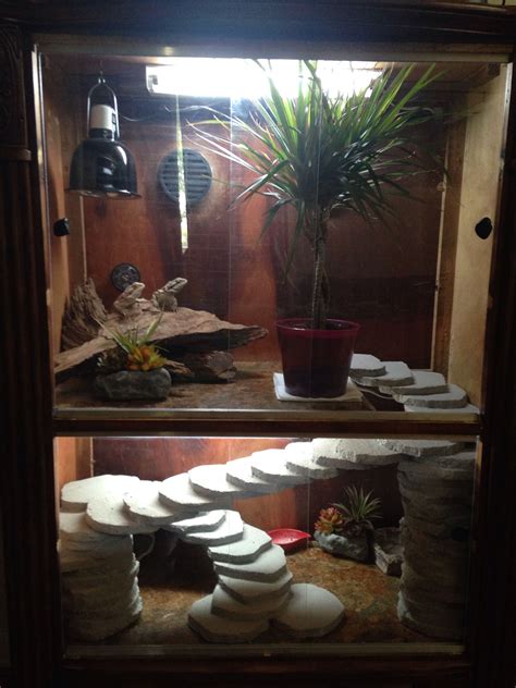 Cool Bearded Dragon Enclosure Decor Ideas References