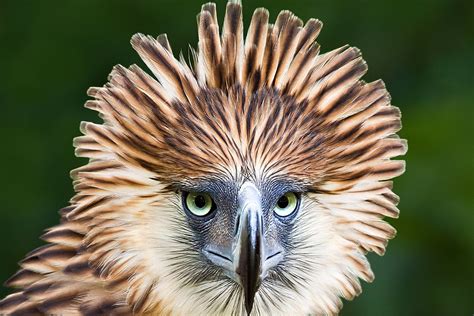 Endangered Birds for Pinterest | Philippine eagle, Rare birds, Wild ...