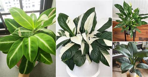 30 Best Types of Peace Lily | Spathiphyllum Varieties