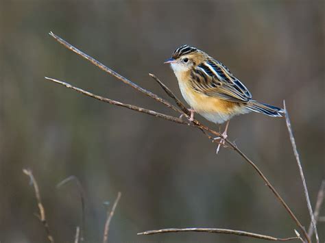 Zitting Cisticola - Shanghai Birding 上海观鸟