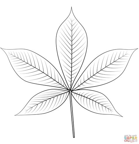 Ohio Buckeye Leaf coloring page | Free Printable Coloring Pages