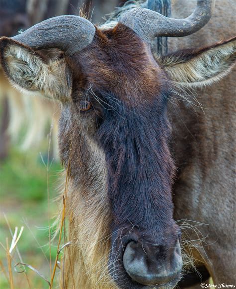 Serengeti-Wildebeest Close Up | The Serengeti, Tanzania Africa 2020 ...