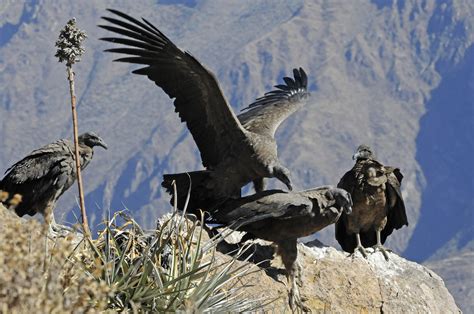 Condors (1) | Colca Canyon | Pictures | Peru in Global-Geography