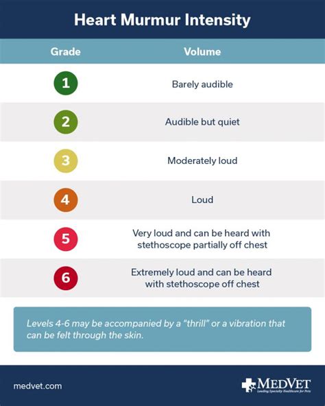 Canine Heart Murmur Grades