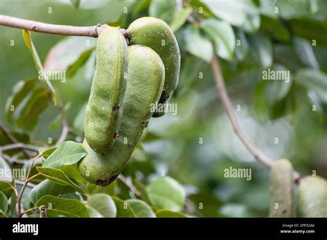 Jatobá , jatoba, fruit -Hymenaea courbaril- typical fruit of the Brazilian cerrado Stock Photo ...