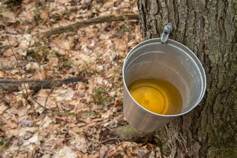 Maple sugaring season in N.H. is extra sweet this year – Boston Herald