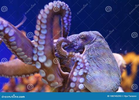 Octopus in a Marine Aquarium Stock Image - Image of fish, common: 100745293