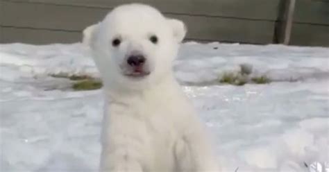 Baby polar bear plays in the snow