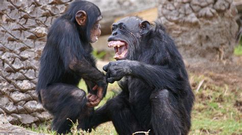 Laughing Chimpanzees | California Academy of Sciences