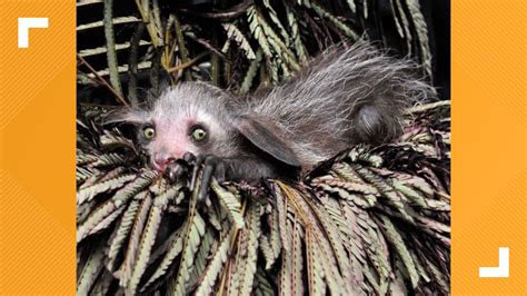 Rare baby aye-aye born at Duke Lemur Center | firstcoastnews.com