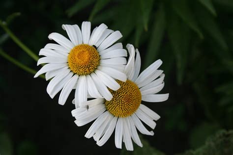 無料の写真: 花, デイジー, カモミール, 白い花, 夏の花, クローズ アップ - Pixabayの無料画像 - 724790