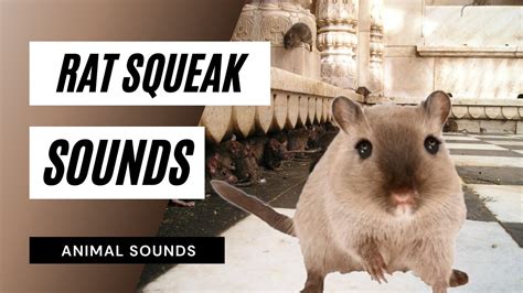 Rat Squeak Sound - the animal sounds: rat squeak sound / sound effect / animation - YouTube