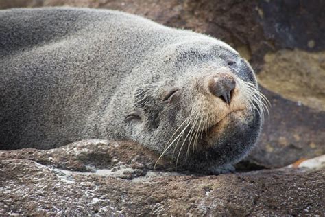 Who can you meet? Animals of New Zealand - New Zealand wildlife | The Family Without Borders