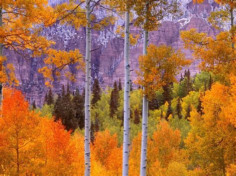 Autumn Aspens Wallpapers - Wallpaper Cave