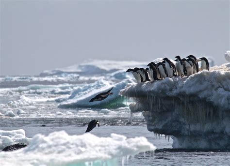 Adelie penguin colony found on Danger Islands in Antarctic "surprising ...