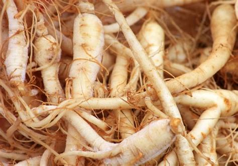 American Ginseng: Benefits, Side Effects, and Preparations