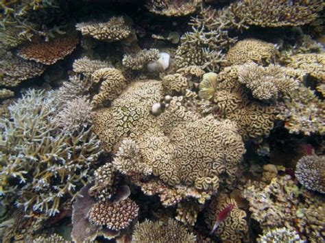 Coral reefs in Western Indian Ocean to be extinct by 2070?to be extinct ...