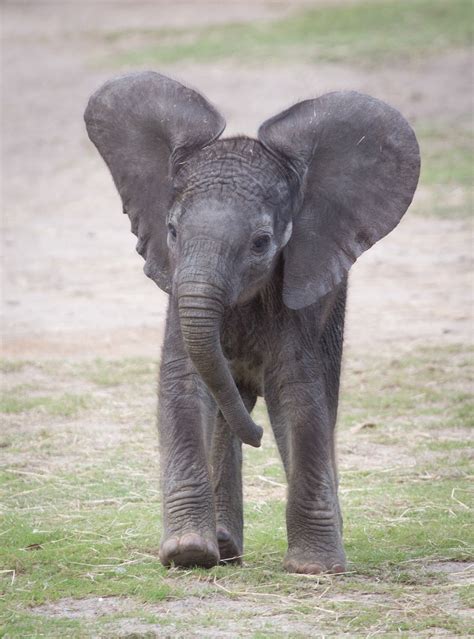 Lowry Park Zoo baby elephant named Mpumi | Matthew Paulson Photography