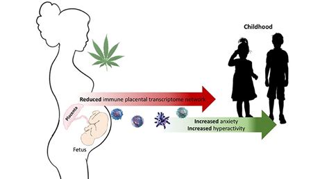 Cannabis Use During Pregnancy Impacts the Placenta and May Affect ...