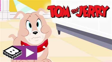 Tom & Jerry | Grattis på födelsedagen Tyke | Boomerang Sverige - YouTube