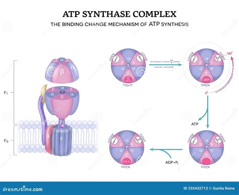 ATP synthase stock vector. Illustration of complex, anatomy - 255432713