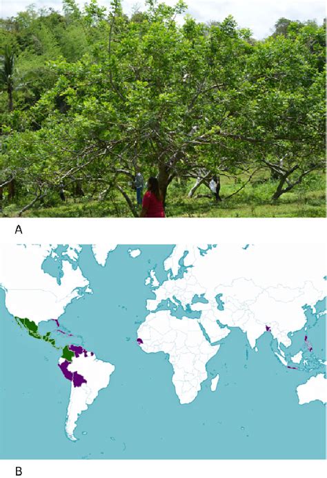 [A] Red sineguelas tree (Spondias purpurea L.); [B] global geographic... | Download Scientific ...