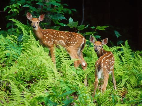 animals in the rainforest | Animals HD Wallpapers – High Quality ...