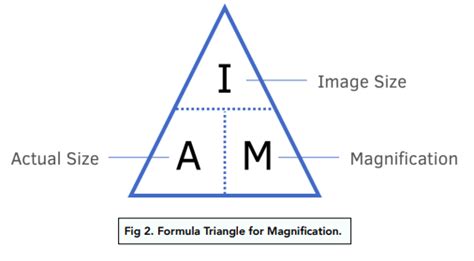 Microscopes & Cultures - Magnification and Unit Conversions (GCSE ...